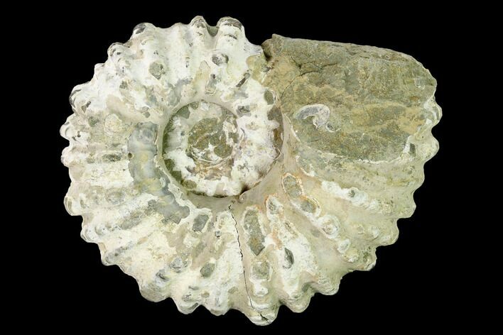 Bumpy Ammonite (Douvilleiceras) Fossil - Madagascar #160372